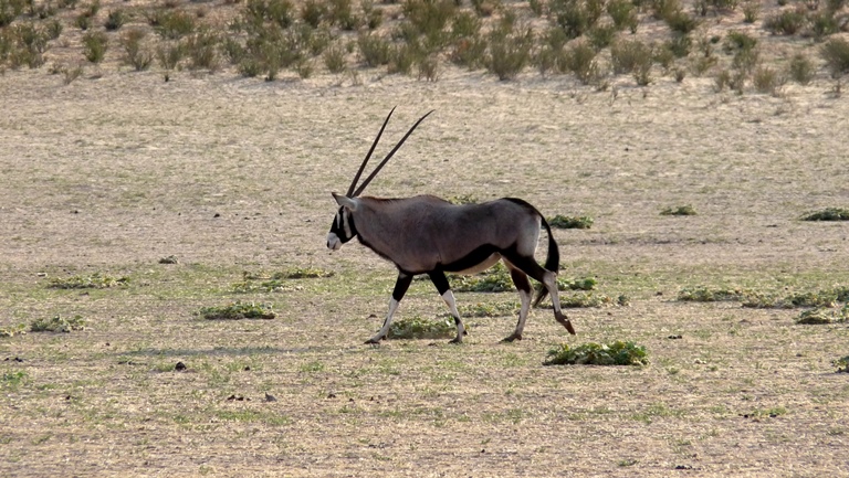 Oryx